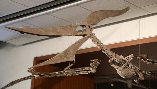 Hórusz, a pteranodon
