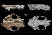 Az ősvidra digitálisan rekonstruált állkapcsa és koponyája