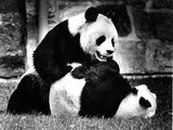 Hsing-Hsing és Ling-Ling játszanak a washingtoni állatkertben