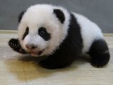 A tajvani állatkertben született pandabocs