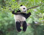 Pao-Pao, a washingtoni állatkert legfiatalabb pandája