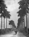 A havannai pálmafasor (1903)