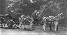Lord Walter Rothschild egy zebrafogaton