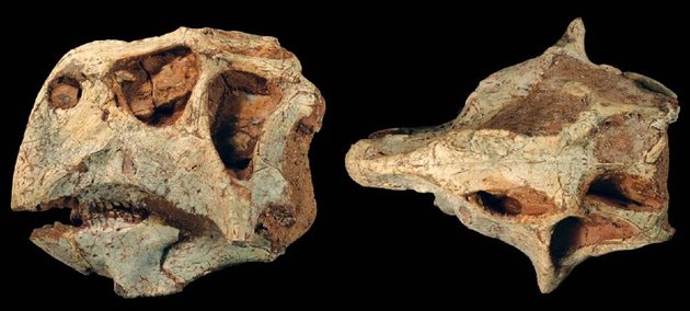 A Psittacosaurus lujianensis koponyája oldal- és felülnézetből (Wikimedia Commons / Paul C. Sereno, Zhao Xijin, Lorin Brown, és Tan Lin / CC BY 2.0)